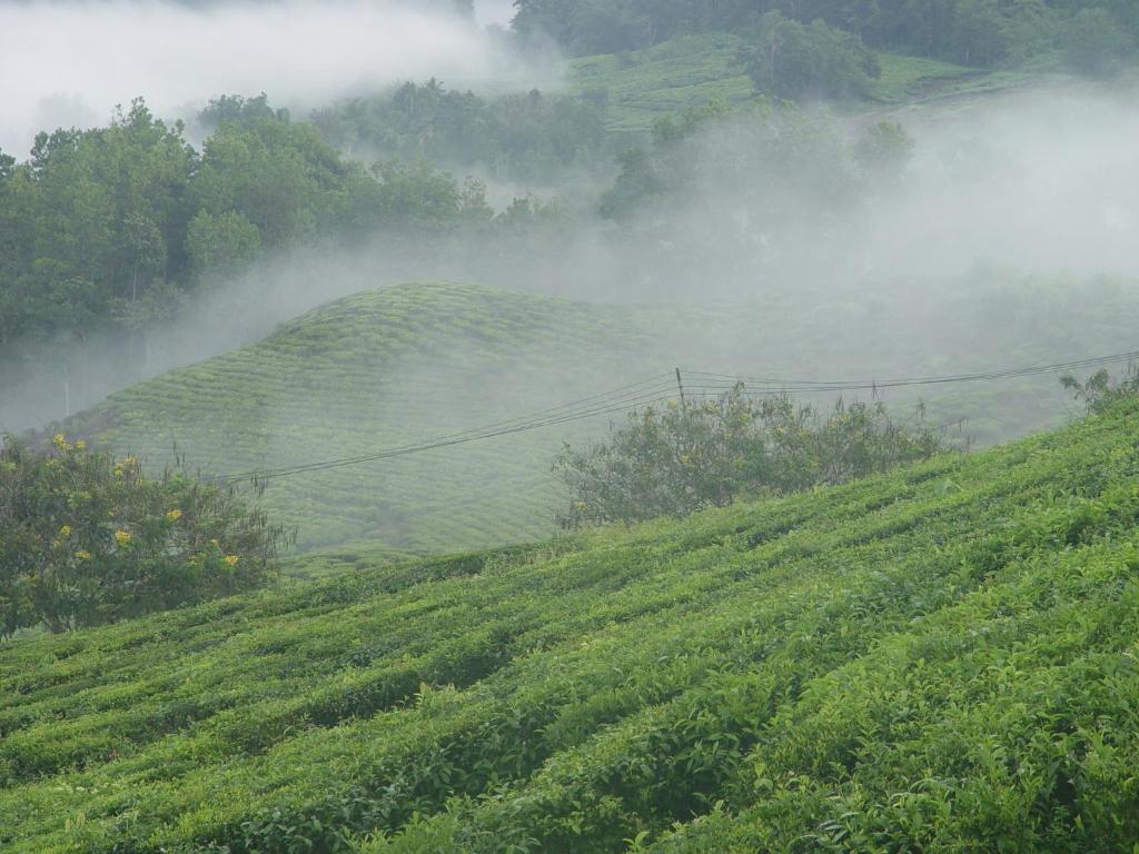 Sabah Tea Garden-Longhouses راناوْ المظهر الخارجي الصورة