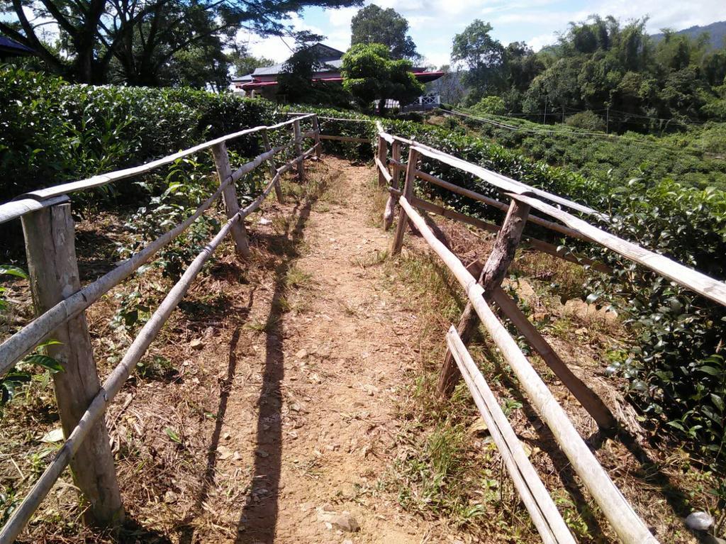 Sabah Tea Garden-Longhouses راناوْ المظهر الخارجي الصورة